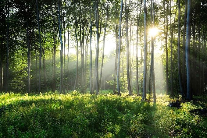 Sunshine in The Woods Mural, Large Jungle Mural, Suitable for Decorating Bedroom, Living Room, Bath Room Background Wall(Non-self-Adhesive)